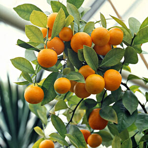Pestovateľská súprava "Pomarančovník"